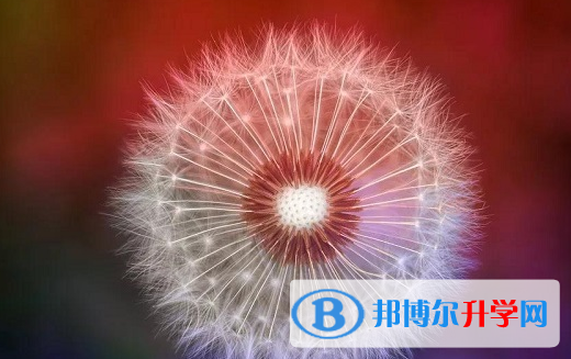 绵阳2021年查询中考成绩